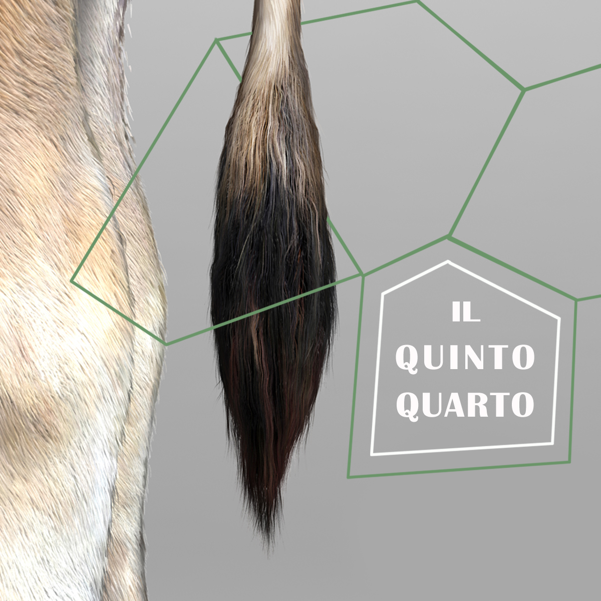 Quinto quarto